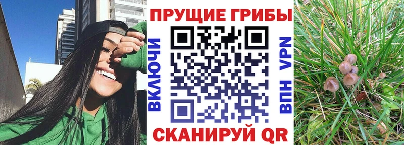 как найти   ОМГ ОМГ вход  Псилоцибиновые грибы мицелий  Невьянск 